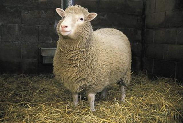 Činění kůží ovce